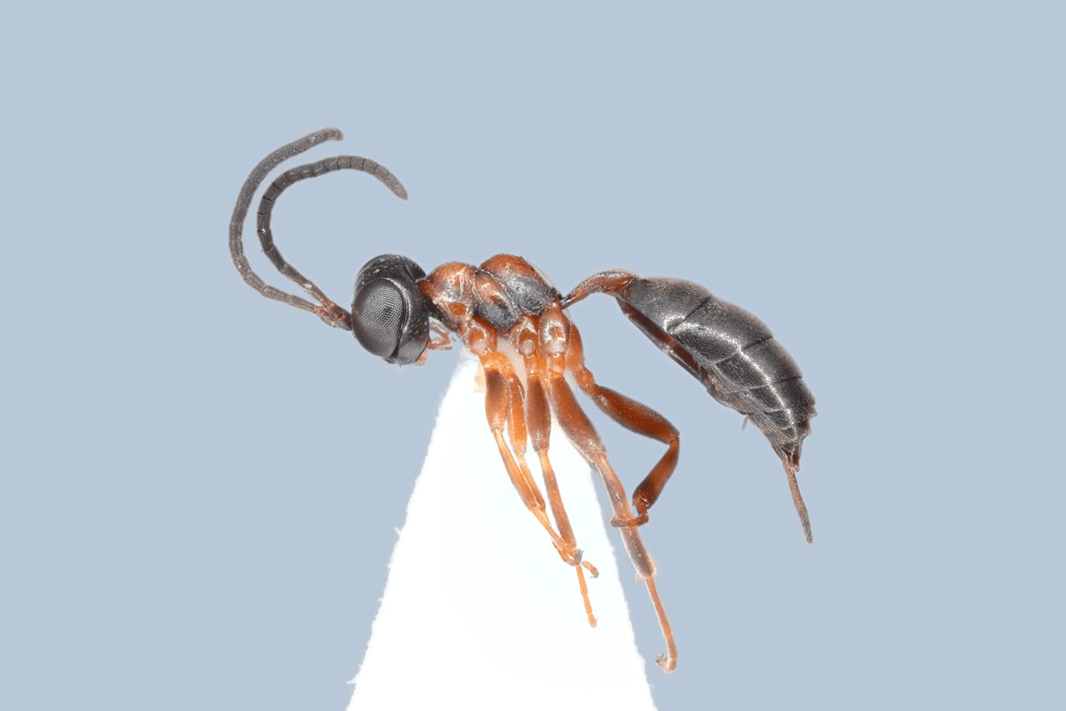 Default image